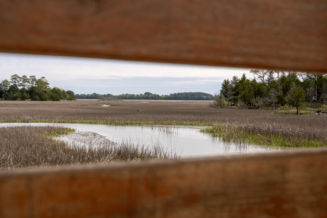 The 1,250 acre Brownsville Preserve is definitely worth a visit!