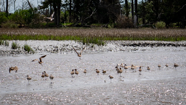 The Eastern Shore of Virginia is a birder’s delight! Over 400 species have been documented in and around the ESVA Wildlife Refuge.