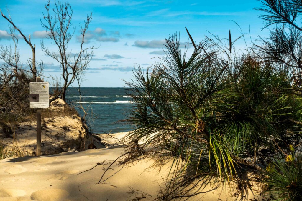 This is the entrance to the beach at the Savage Neck Dunes Natural Area Preserve. We’ll leave the beach itself as a surprise…trust us, you won’t be disappointed.