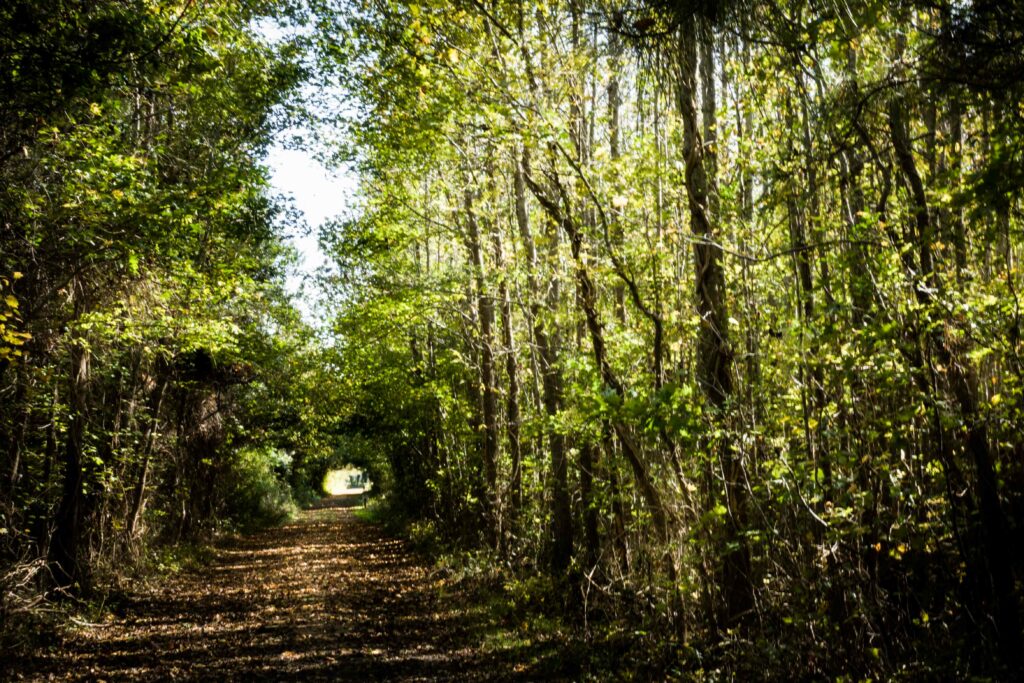 One of many beautiful walking trails at the Savage Neck Dunes Natural Area Preserve.