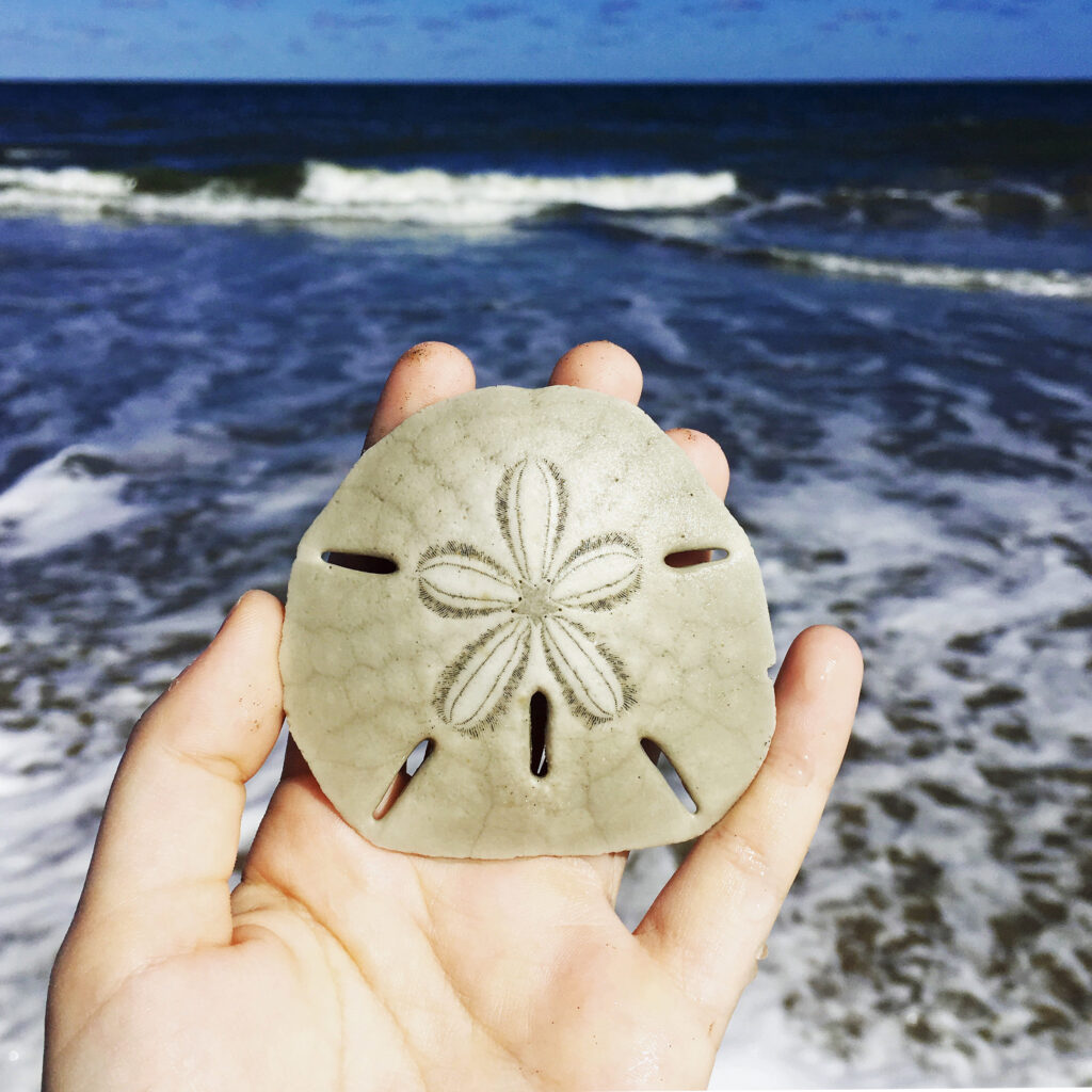 Beach-combing on the Eastern Shore = Sand Dollars!